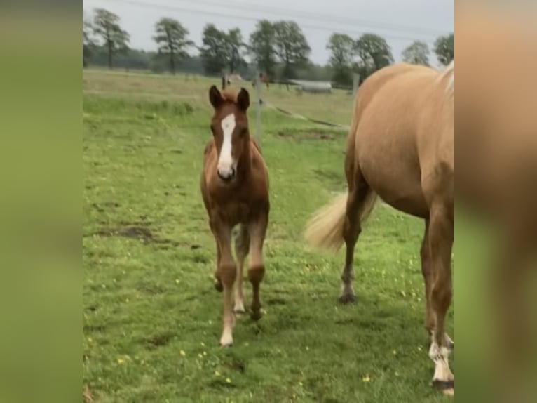 Oldenburg Mare 3 years 16,1 hh Chestnut-Red in Ahausen