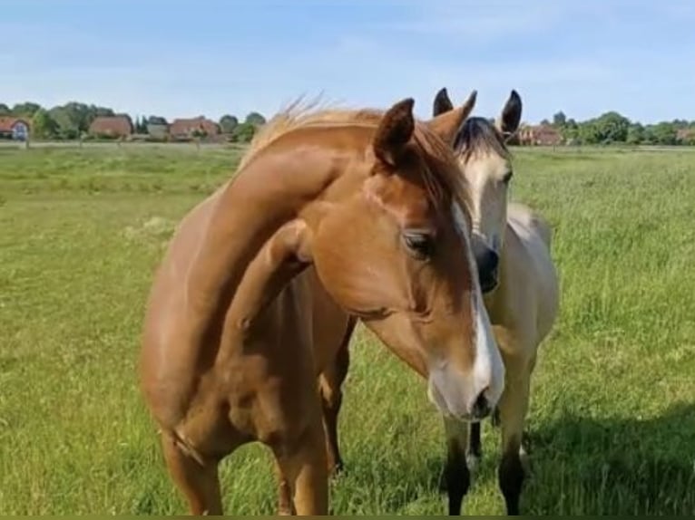 Oldenburg Mare 3 years 16,1 hh Chestnut-Red in Ahausen