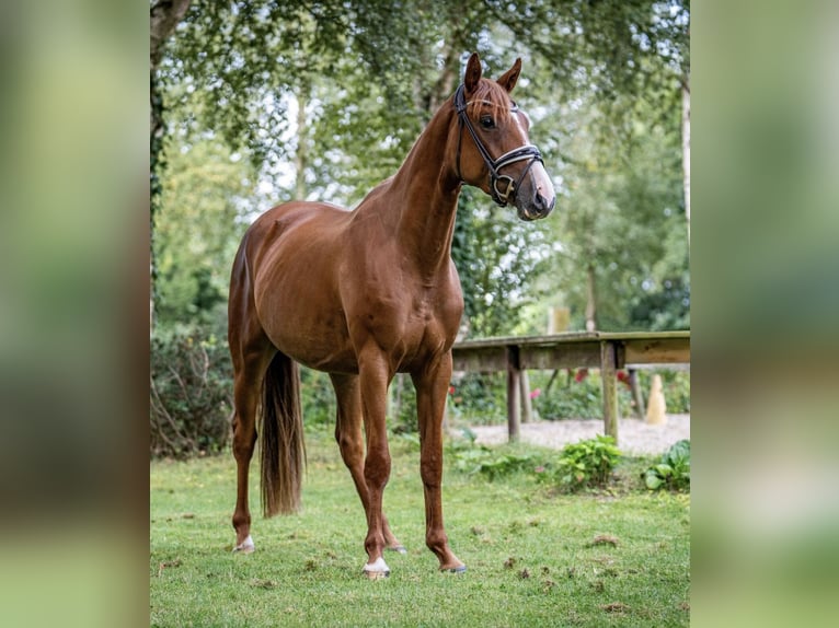 Oldenburg Mare 3 years 16,1 hh Chestnut-Red in Ahausen