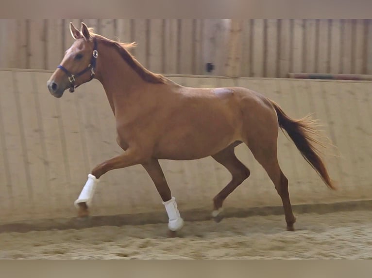 Oldenburg Mare 3 years 16.1 hh Chestnut-Red in Wolfsbach