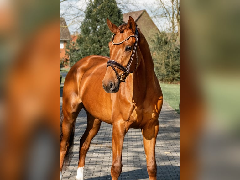 Oldenburg Mare 3 years 16,1 hh Chestnut-Red in Lippetal