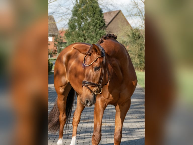 Oldenburg Mare 3 years 16,1 hh Chestnut-Red in Lippetal
