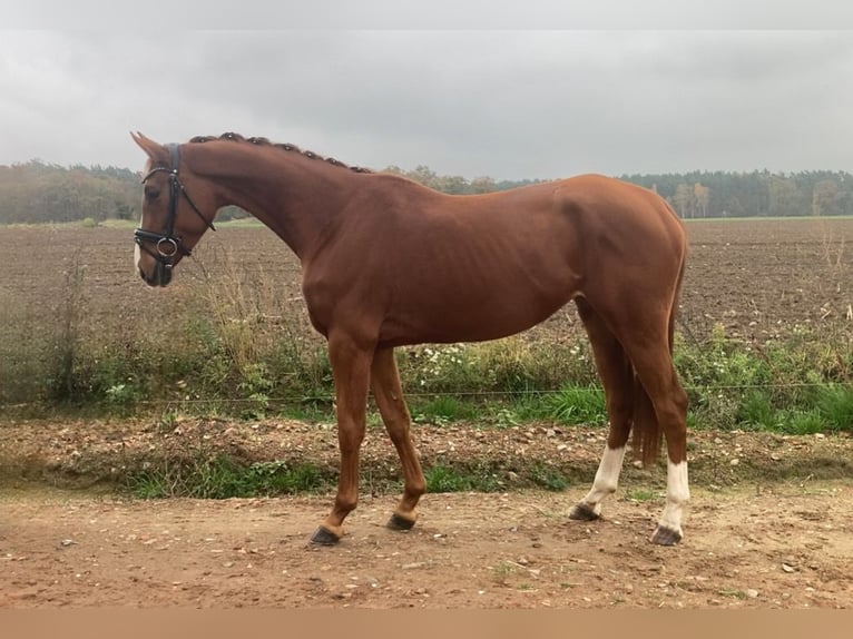 Oldenburg Mare 3 years 16,1 hh Chestnut-Red in Rochau