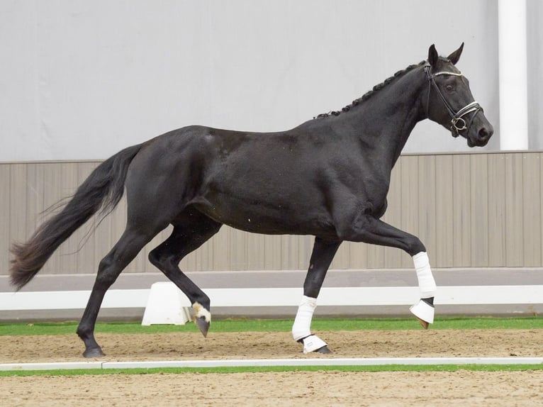 Oldenburg Mare 3 years 16,1 hh Smoky-Black in Münster