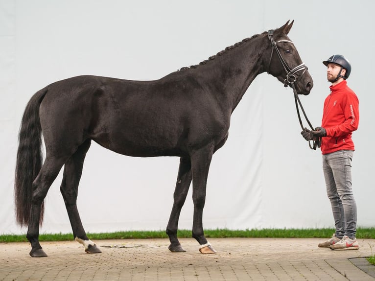 Oldenburg Mare 3 years 16,1 hh Smoky-Black in Münster