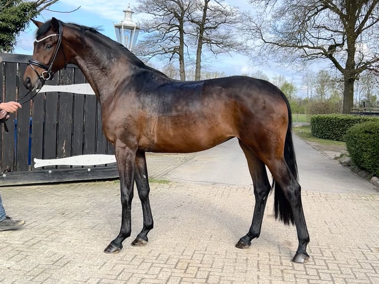 Oldenburg, Mare, 3 years, 16.2 hh, Bay-Dark