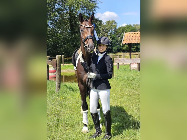 Oldenburg Mare 3 years 16,2 hh Bay-Dark in Lippetal