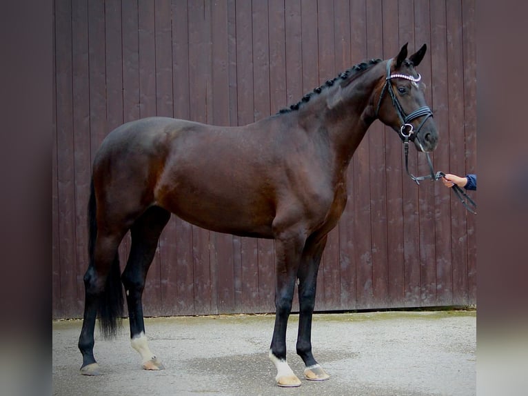 Oldenburg Mare 3 years 16.2 hh Black in Adelshofen