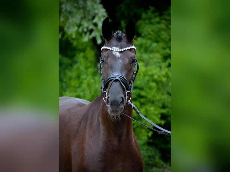 Oldenburg Mare 3 years 16.2 hh Black in Adelshofen