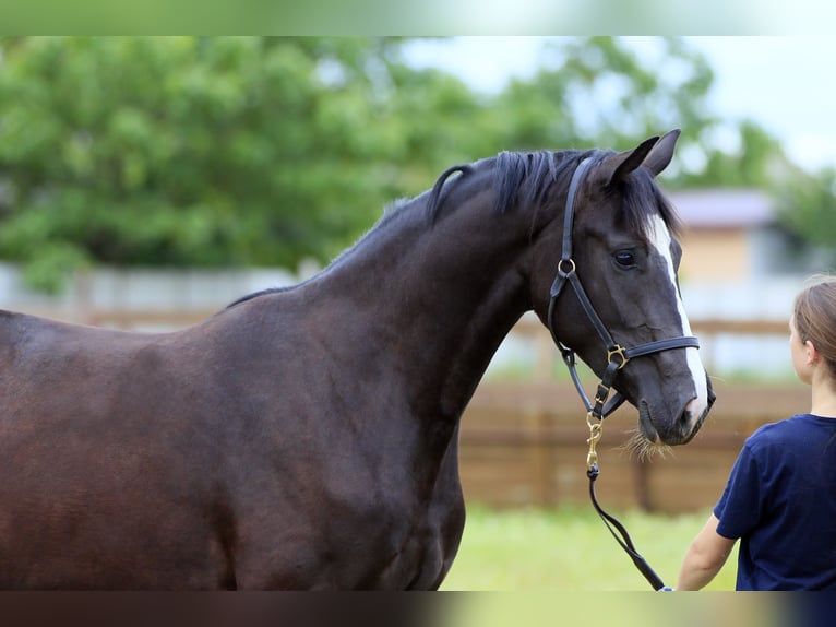 Oldenburg Mare 3 years 16,2 hh Black in Brytivka