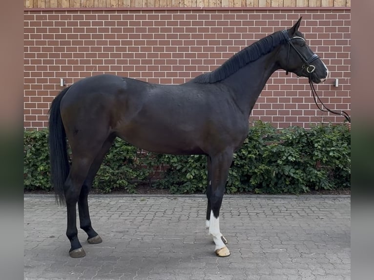 Oldenburg Mare 3 years 16.2 hh Black in Barver