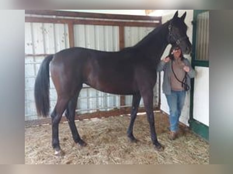 Oldenburg Mare 3 years 16,2 hh Black in Greifenstein