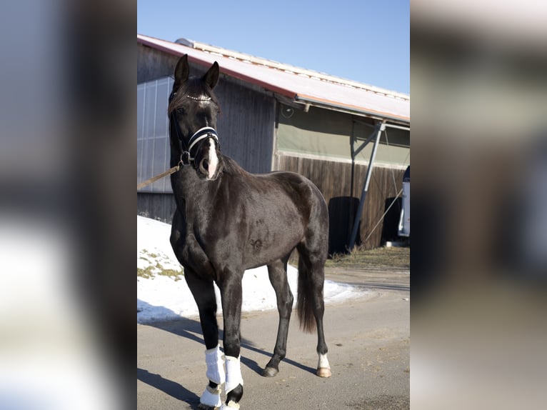 Oldenburg Mare 3 years 16,2 hh Black in Kloster Lehnin