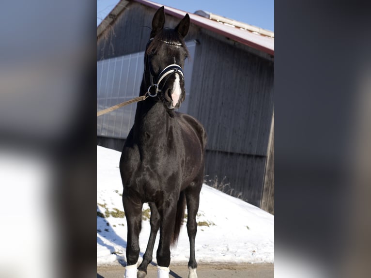 Oldenburg Mare 3 years 16,2 hh Black in Kloster Lehnin