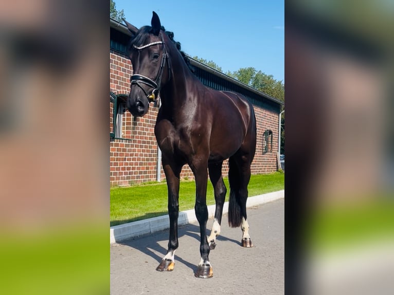 Oldenburg Mare 3 years 16.2 hh Black in Berne