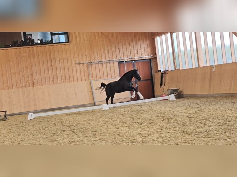 Oldenburg Mare 3 years 16,2 hh Black in Wolfsbach