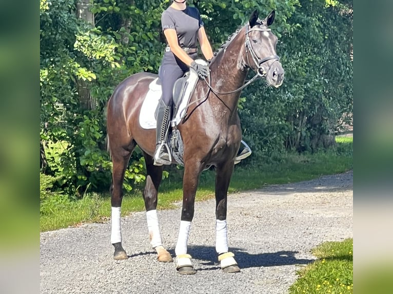 Oldenburg Mare 3 years 16,2 hh Black in Löningen