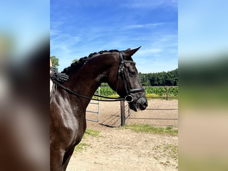 Oldenburg Mare 3 years 16,2 hh Black in Löningen