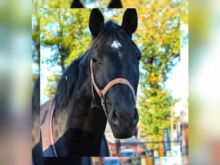 Oldenburg Mare 3 years 16,2 hh Black in Löningen