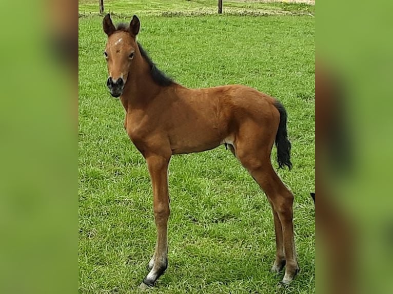 Oldenburg Mare 3 years 16,2 hh Brown in Bargstedt