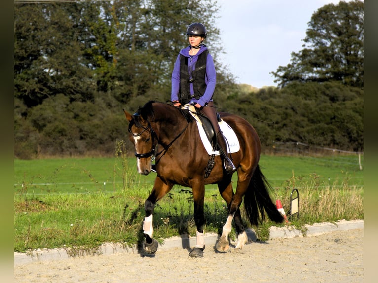 Oldenburg Mare 3 years 16,2 hh Brown in Radeburg