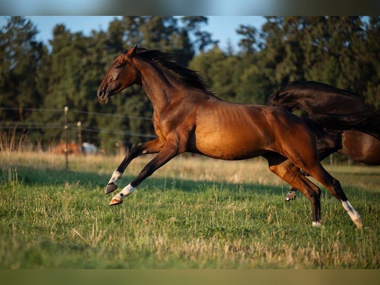 Oldenburg Mare 3 years 16,2 hh Brown in Mühldorf am Inn