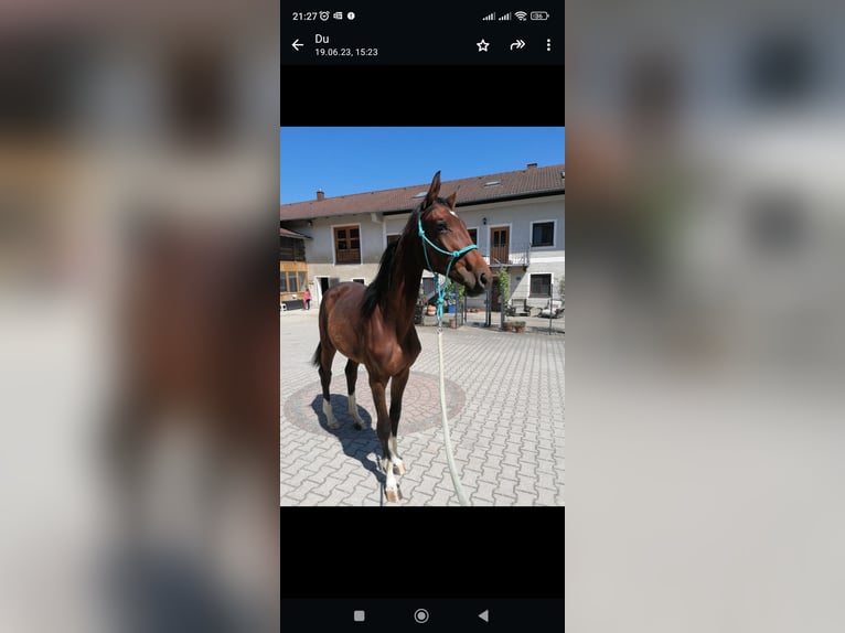 Oldenburg Mare 3 years 16,2 hh Brown in Mühldorf am Inn