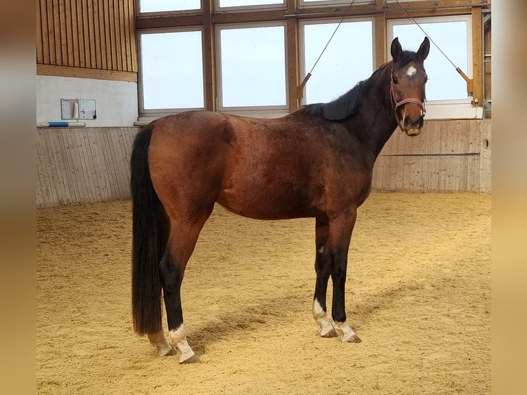 Oldenburg Mare 3 years 16,2 hh Brown in Rehau