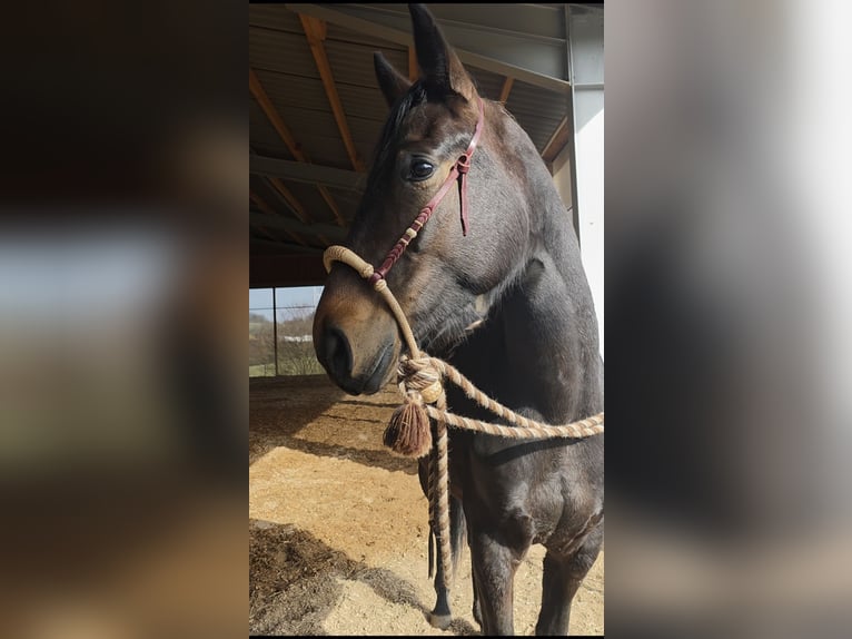 Oldenburg Mare 3 years 16.2 hh Brown in Neubrunn