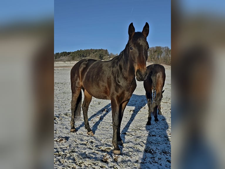 Oldenburg Mare 3 years 16.2 hh Brown in Neubrunn