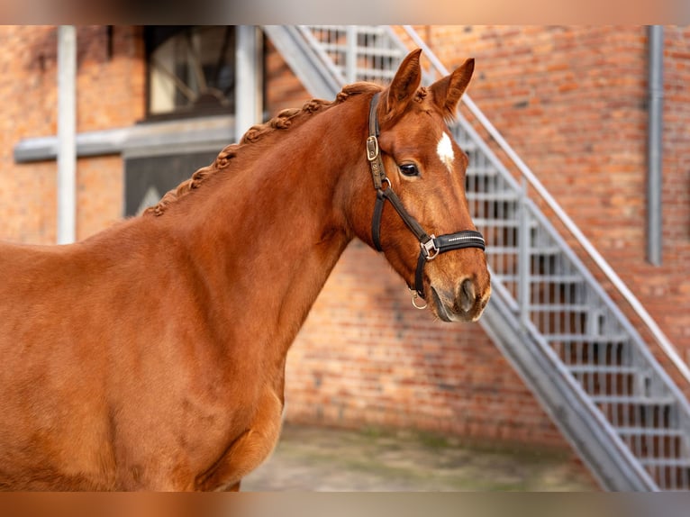 Oldenburg Mare 3 years 16,2 hh Chestnut-Red in Berlin