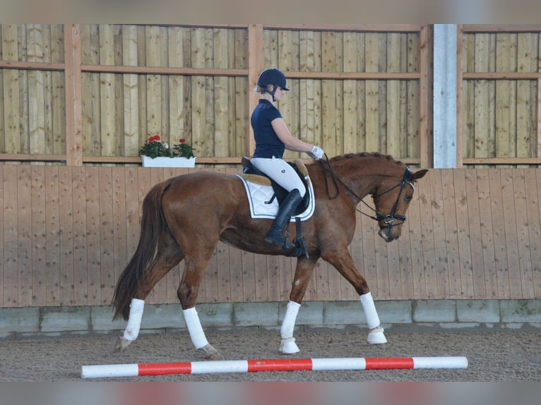 Oldenburg Mare 3 years 16,2 hh Chestnut-Red in Nauen