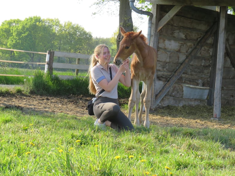 Oldenburg Mare 3 years 16,2 hh Chestnut-Red in Rastede