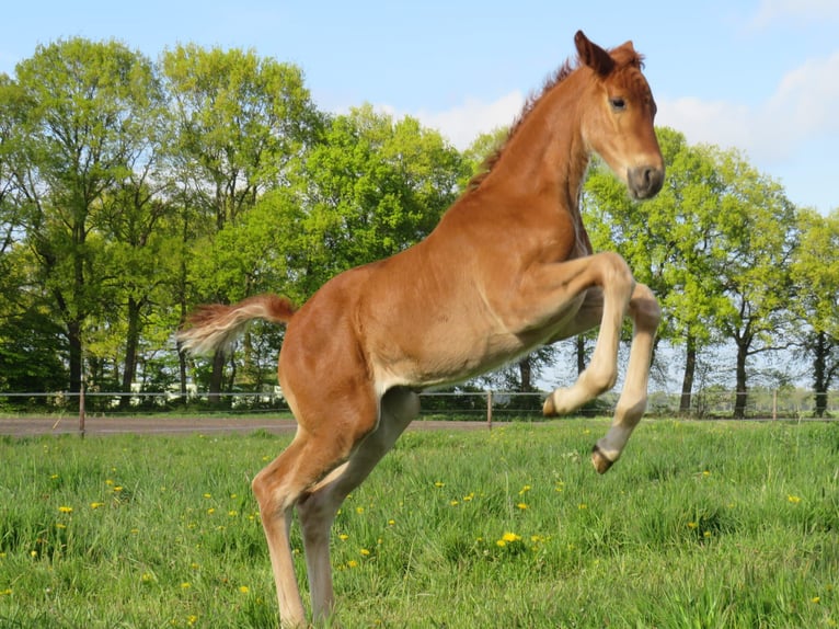 Oldenburg Mare 3 years 16,2 hh Chestnut-Red in Rastede