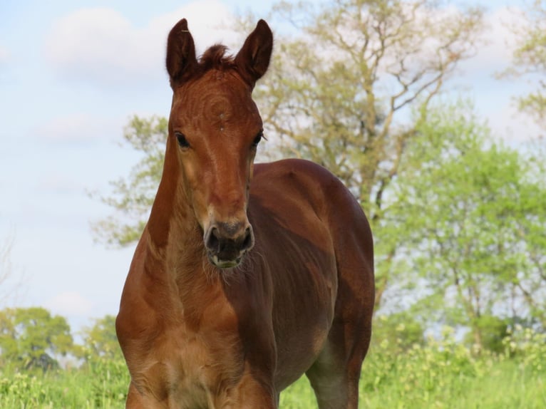 Oldenburg Mare 3 years 16,2 hh Chestnut-Red in Rastede