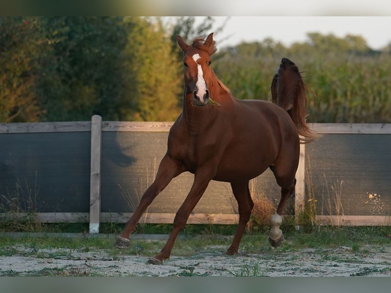 Oldenburg Mare 3 years 16,2 hh Chestnut-Red in Sauensiek