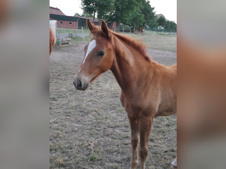 Oldenburg Mare 3 years 16,2 hh in Brockum