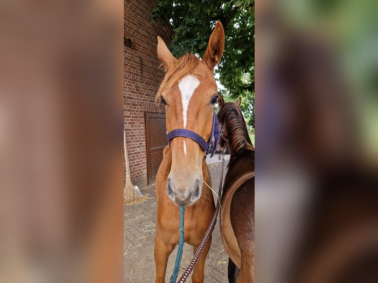 Oldenburg Mare 3 years 16,2 hh in Brockum