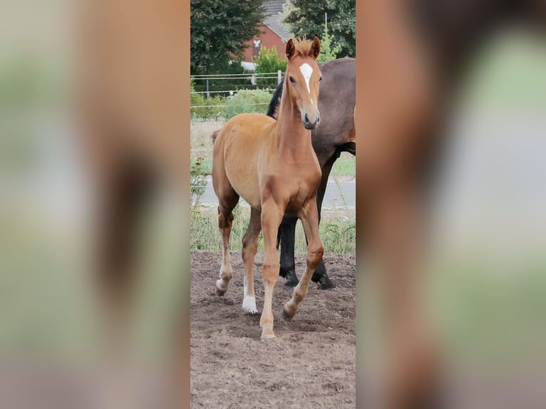 Oldenburg Mare 3 years 16,2 hh in Brockum