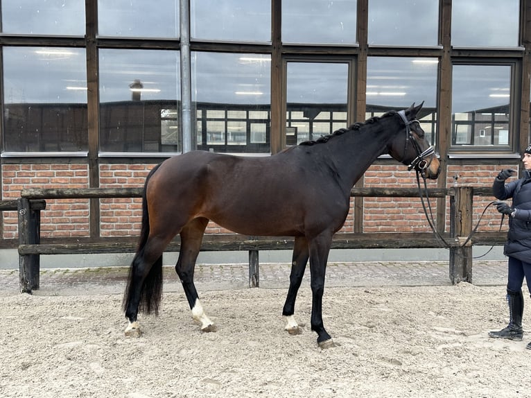 Oldenburg Mare 3 years 16,2 hh Smoky-Black in Heidesheim am Rhein