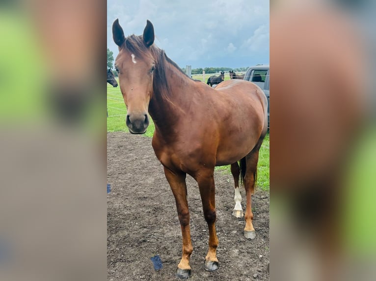 Oldenburg Mare 3 years 16,3 hh Chestnut in Werder