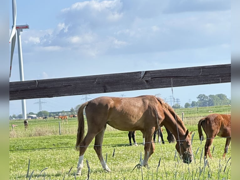 Oldenburg Mare 3 years 16,3 hh Chestnut-Red in Lübeck