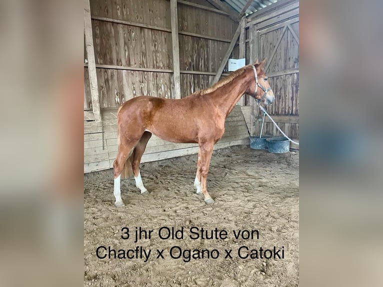 Oldenburg Mare 3 years 16,3 hh Chestnut-Red in Lübeck