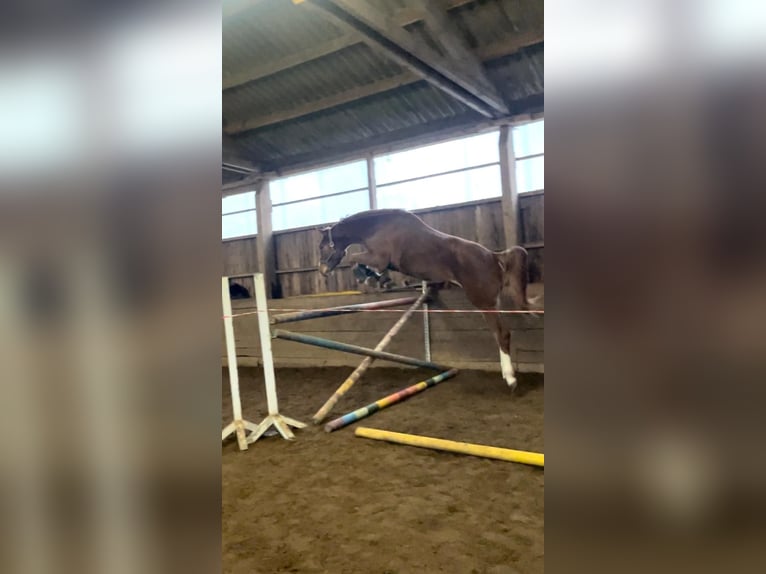 Oldenburg Mare 3 years 16,3 hh Chestnut-Red in Lübeck