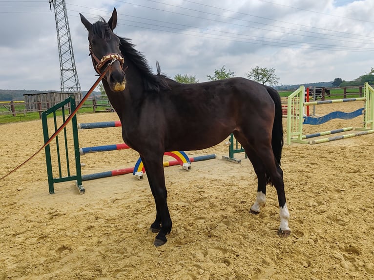 Oldenburg Mare 3 years 16,3 hh Smoky-Black in Bad Rothenfelde