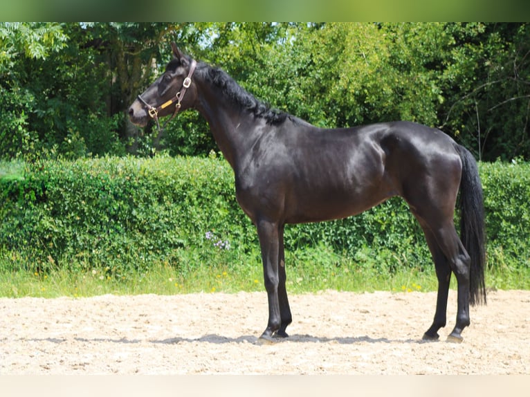 Oldenburg Mare 3 years 16 hh Bay-Dark in Ro&#xDF;dorf