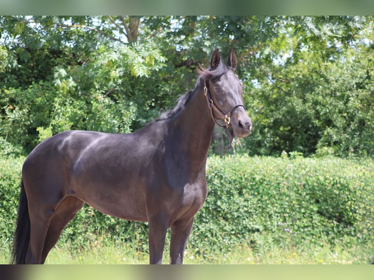 Oldenburg Mare 3 years 16 hh Bay-Dark in Ro&#xDF;dorf