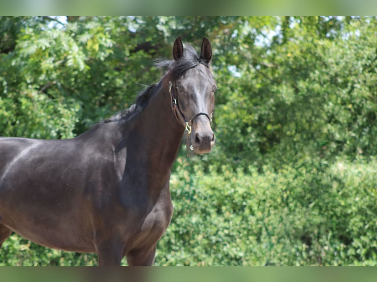 Oldenburg Mare 3 years 16 hh Bay-Dark in Ro&#xDF;dorf