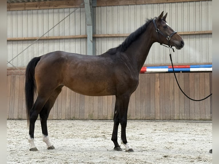 Oldenburg Mare 3 years 16 hh Bay-Dark in Zieuwent