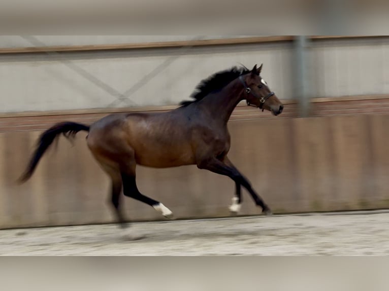 Oldenburg Mare 3 years 16 hh Bay-Dark in Zieuwent